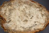 Polished Triassic Petrified Wood Table - Madagascar #352270-2